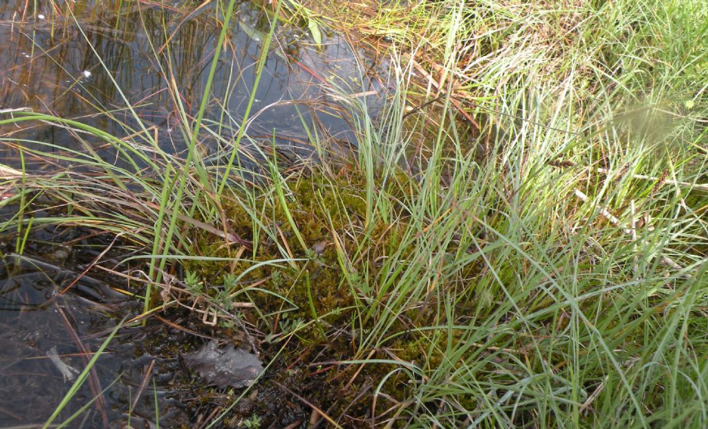 Muschio acquatico - Calliergonella cuspidata